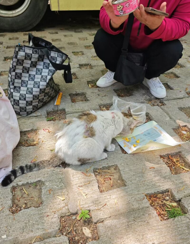 Photos of volunteers rescuing stray cats and dogs