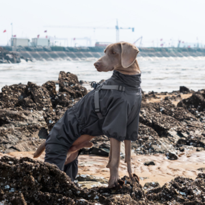 Adjustable dog clothes with chest and back